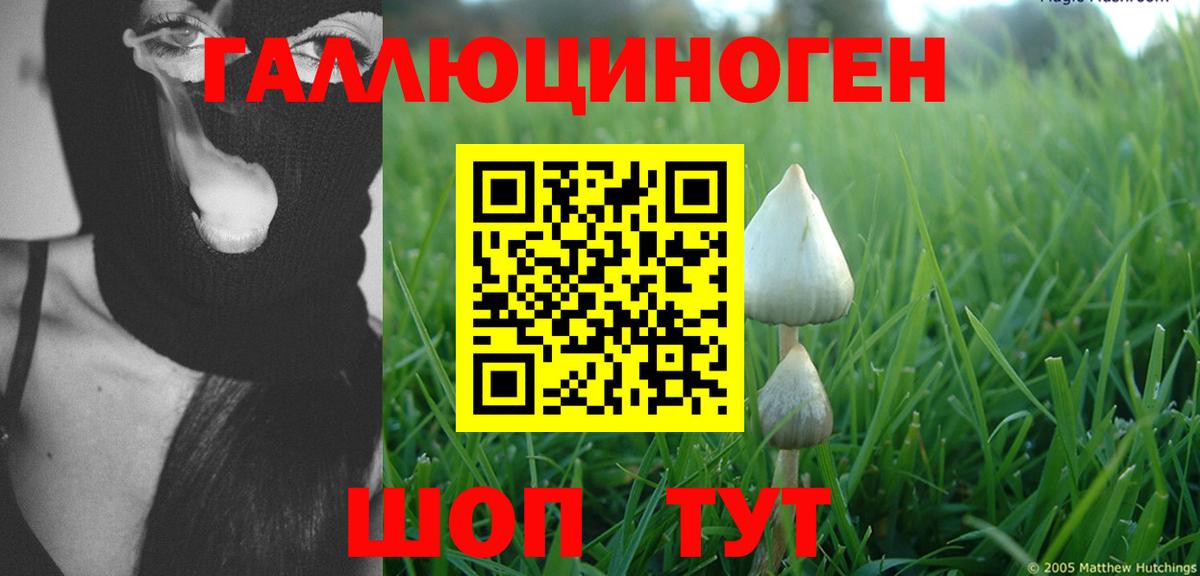 Псилоцибиновые грибы Psilocybe Карачаевск